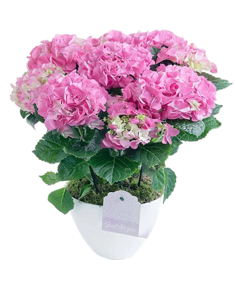 Pianta di ortensia rosa