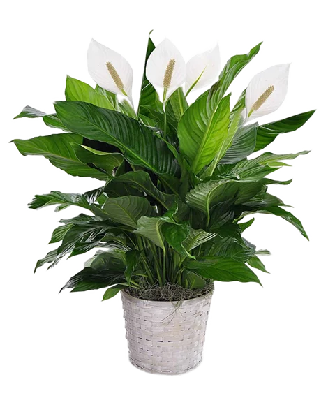 Pianta di spathiphyllum