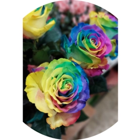 Rainbow Rose Rainbow